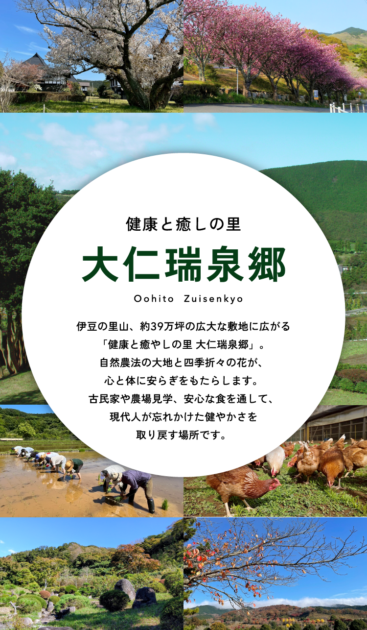 健康と癒しの里 大仁瑞泉郷 伊豆の里山、約39万坪の広大な敷地に広がる 「健康と癒しの里 大仁瑞泉郷」。 自然農法の大地と四季折々の花が、 心と体に安らぎをもたらします。 古民家や農場見学、安心な食を通して、 現代人が忘れかけた健やかさを 取り戻す場所です。