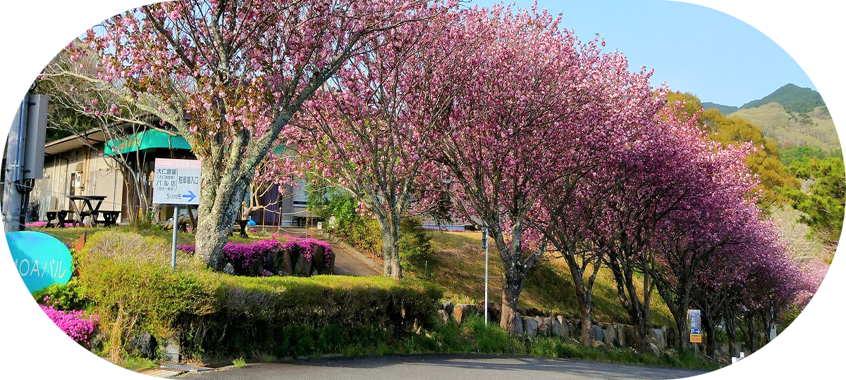 大仁瑞泉郷の写真